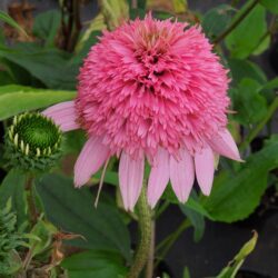 Echinacea purpurea Razzmatazz