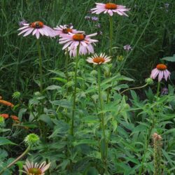 Echinacea purpurea Rubinstern