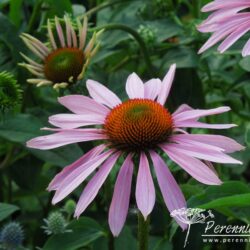 Echinacea purpurea Rubinstern