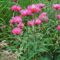 Echinacea purpurea Rubinstern