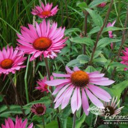 Echinacea purpurea Rubinstern