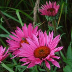 Echinacea purpurea Rubinstern