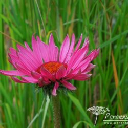 Echinacea purpurea Rubinstern