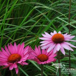 Echinacea purpurea Rubinstern