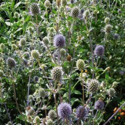 Eryngium planum