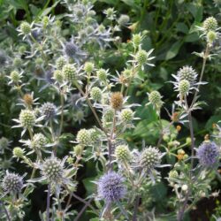 Eryngium planum