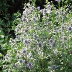 Eryngium planum