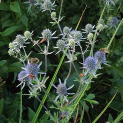 Eryngium planum