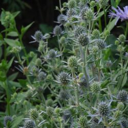 Eryngium planum