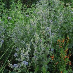 Eryngium planum