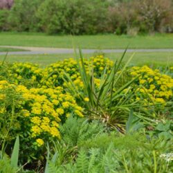 Euphorbia polychroma