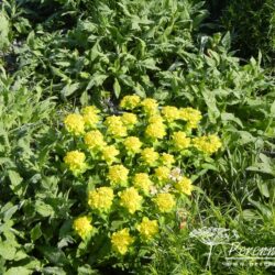 Euphorbia polychroma