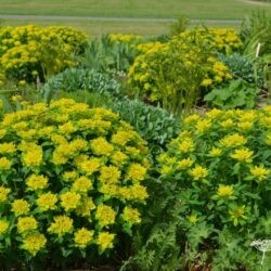 Euphorbia polychroma