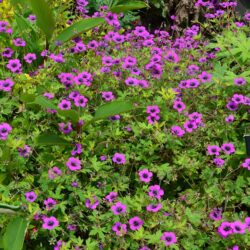 Geranium Ann Folkard