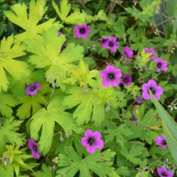 Geranium Ann Folkard