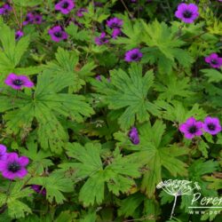 Geranium Ann Folkard