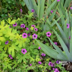 Geranium Ann Folkard