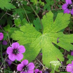 Geranium Ann Folkard