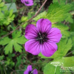 Geranium Ann Folkard