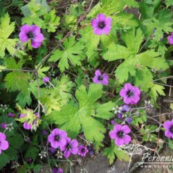 Geranium Ann Folkard