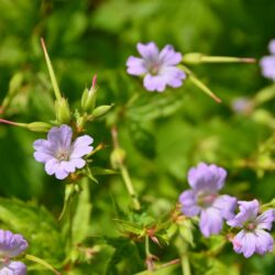 Geranium nodosum