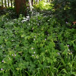 Geranium nodosum