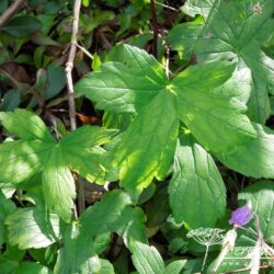 Geranium nodosum