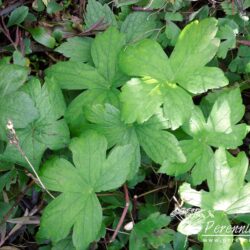 Geranium nodosum