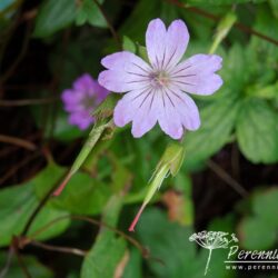 Geranium nodosum