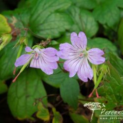 Geranium nodosum