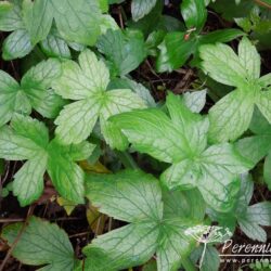 Geranium nodosum