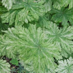 Geranium phaeum Margaret Wilson