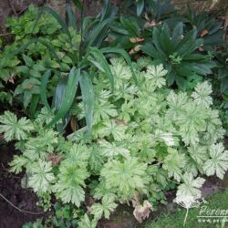 Geranium phaeum Margaret Wilson