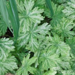 Geranium phaeum Margaret Wilson