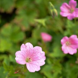 Geranium x oxonianum Wargrave Pink