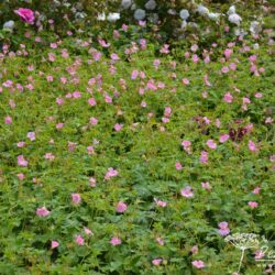 Geranium x oxonianum Wargrave Pink