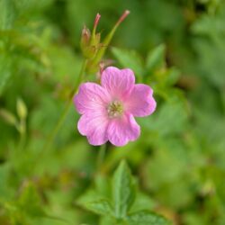 Geranium x oxonianum Wargrave Pink