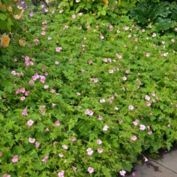 Geranium x oxonianum Wargrave Pink