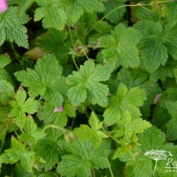 Geranium x oxonianum Wargrave Pink