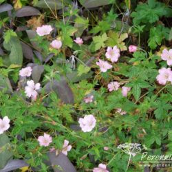 Geranium x oxonianum Wargrave Pink