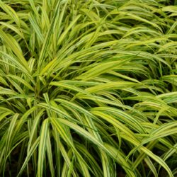 Hakonechloa macra Aureola