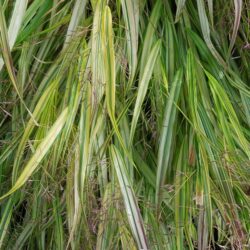 Hakonechloa macra Aureola