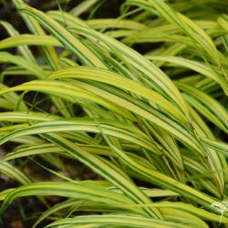 Hakonechloa macra Aureola