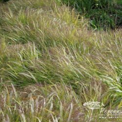 Hakonechloa macra Aureola