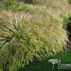 Hakonechloa macra Aureola