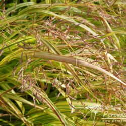 Hakonechloa macra Aureola