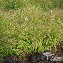 Hakonechloa macra Aureola