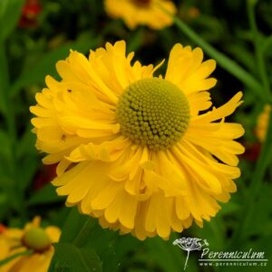 Helenium Double Trouble