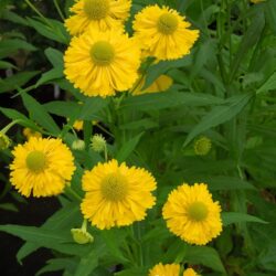 Helenium Double Trouble