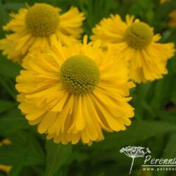 Helenium Double Trouble